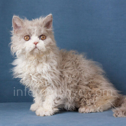 selkirk rex New York, selkirk rex kittens for sale NYC, Selkirk rex for sale near me, Selkirk rex kittens for sale Manhattan, Selkirk rex pictures, Selkirk rex kitten price, Selkirk rex Boston, Selkirk rex new jersey, Selkirk rex adoption