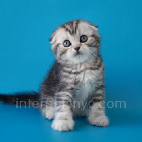 scottish fold