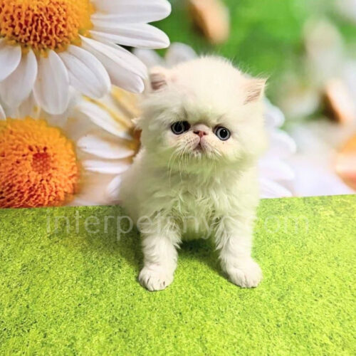 persian kitten