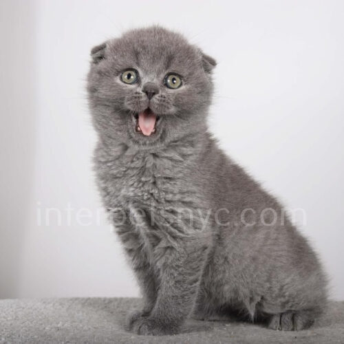 Scottish fold kittens nyc, Scottish fold for sale nyc, Scottish fold for sale Brooklyn, Scottish fold for sale near me, scottish fold price, scottish fold kitten nyc, scottish fold kitten price, scottish fold manhattan