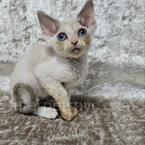 devon rex kitten
