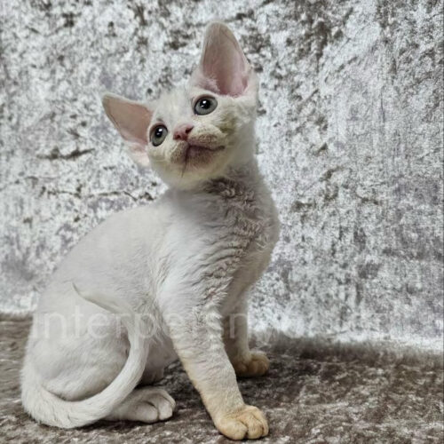 devon rex kitten
