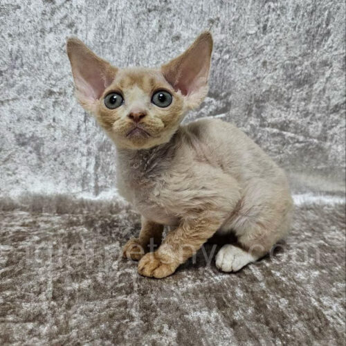 devon rex male kitten