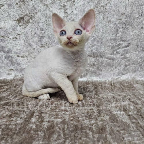 devon rex kitten