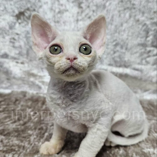 devon rex kittten