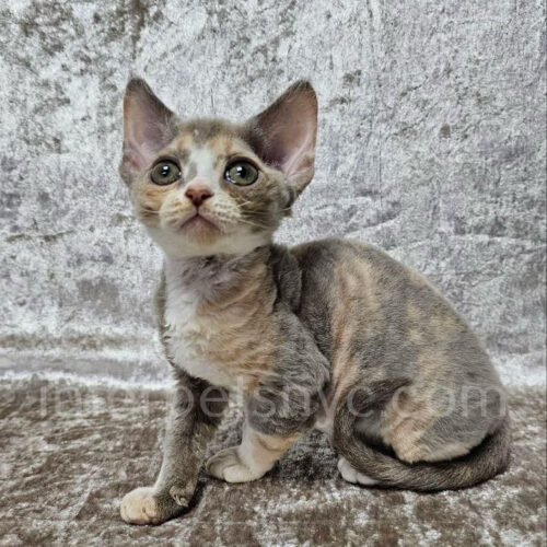 devon rex kitten