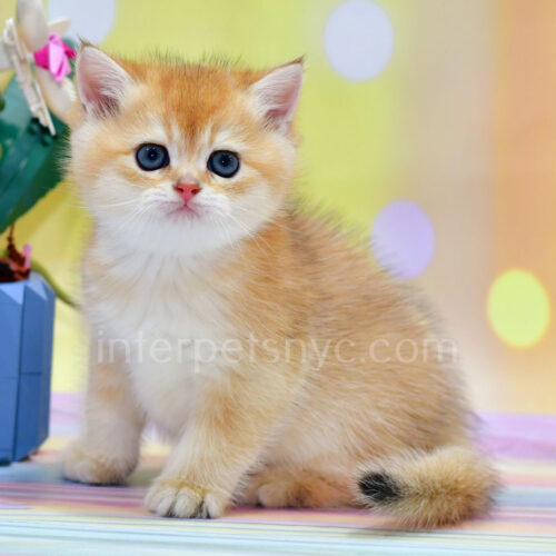 british shorthair kitten
