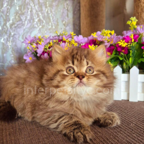 british longhair