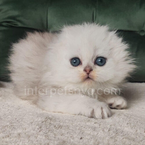 highland fold kitten