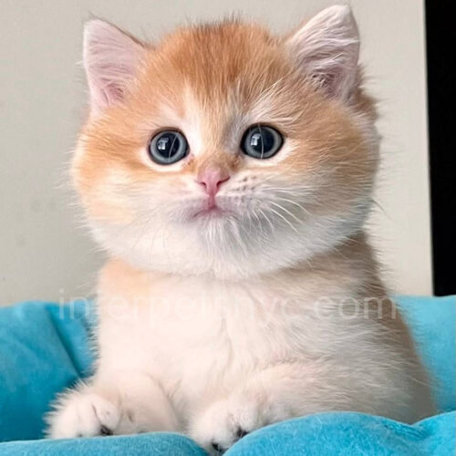 ny12 british shorthair kitten