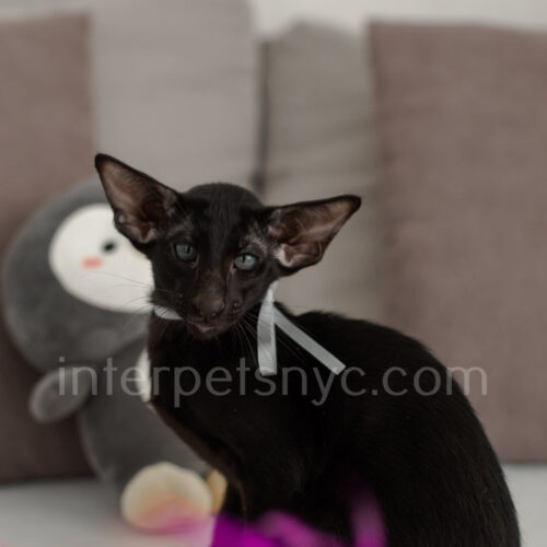 black oriental male kitten