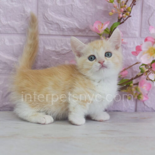munchkin kitten