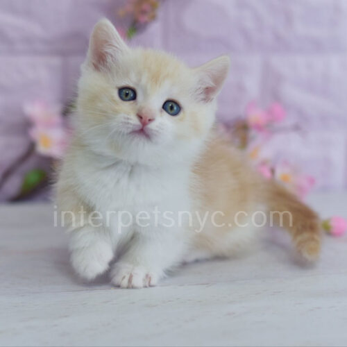 munchkin kitten for sale