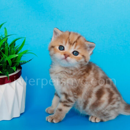 british shorthair