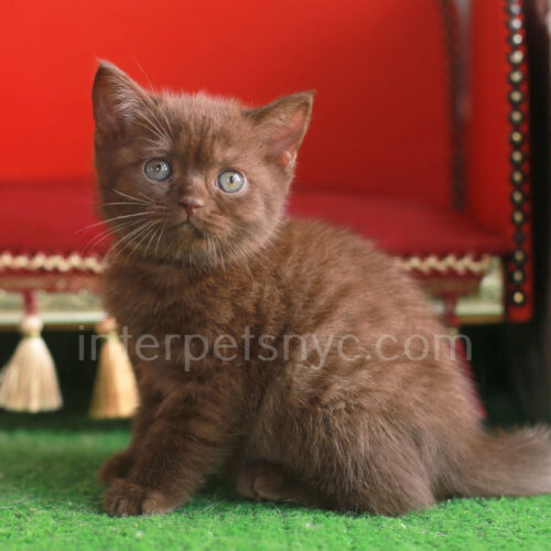 cinnamon british shorthair