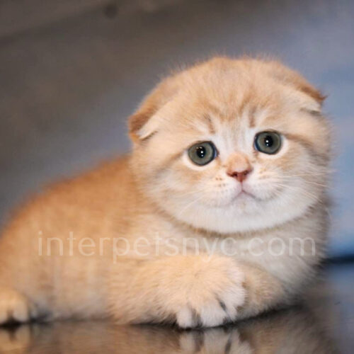 scottish fold
