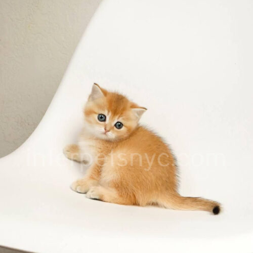 british shorthair