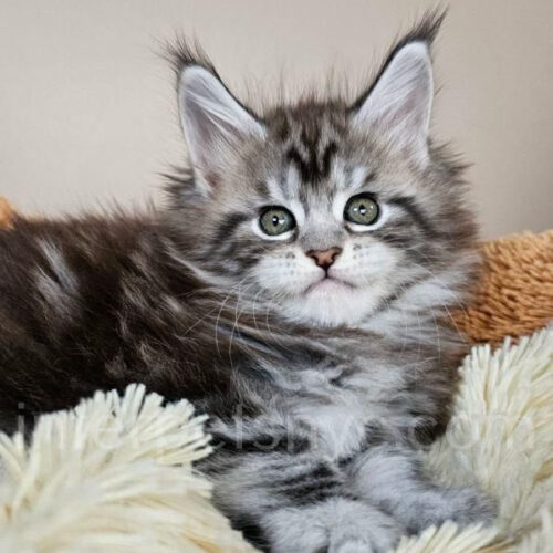 maine coon kitten