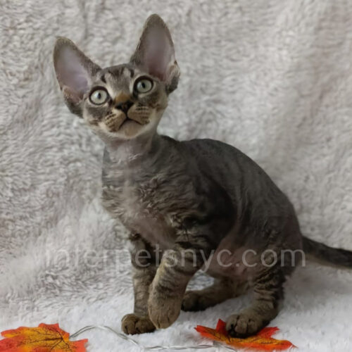 devon rex kitten breeders
