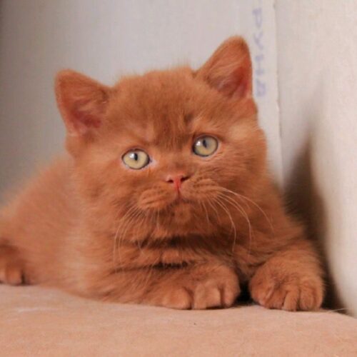 british shorthair kittens, british longhair kittens, british shorthair for sale, british kittens nyc, british longhair kittens for sale, british shorthair kittens price